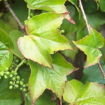 Parthenocissus tricuspidata