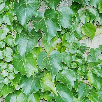 Parthenocissus tricuspidata