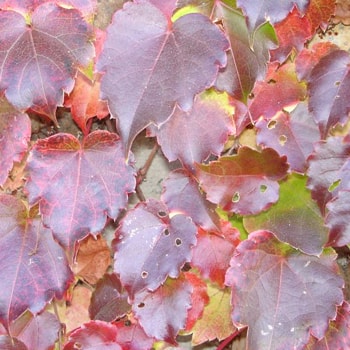 Parthenocissus tricuspidata