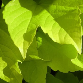 Parthenocissus tricuspidata 'Fenway Park'