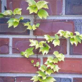 Parthenocissus tricuspidata 'Fenway Park'