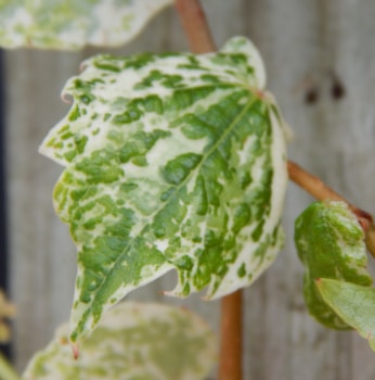 Parthenocissus tricuspidata 'Ginza Light'