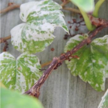 Parthenocissus tricuspidata 'Ginza Light'