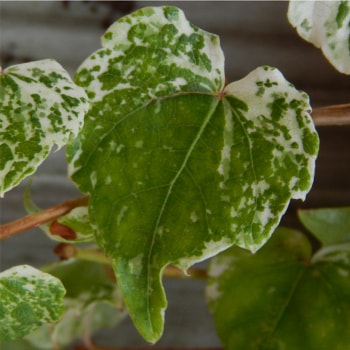 Parthenocissus tricuspidata 'Ginza Light'