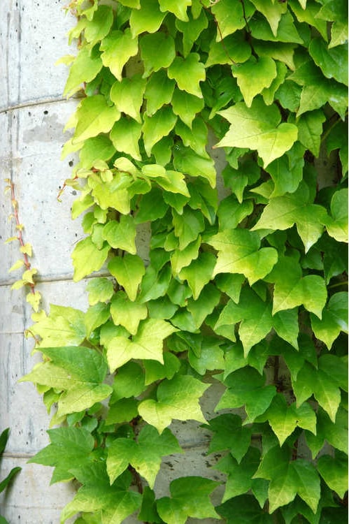 Fenway Park Boston Ivy