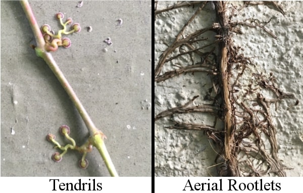 Virginia Creeper vs Boston Ivy: What's the Difference? - A-Z Animals