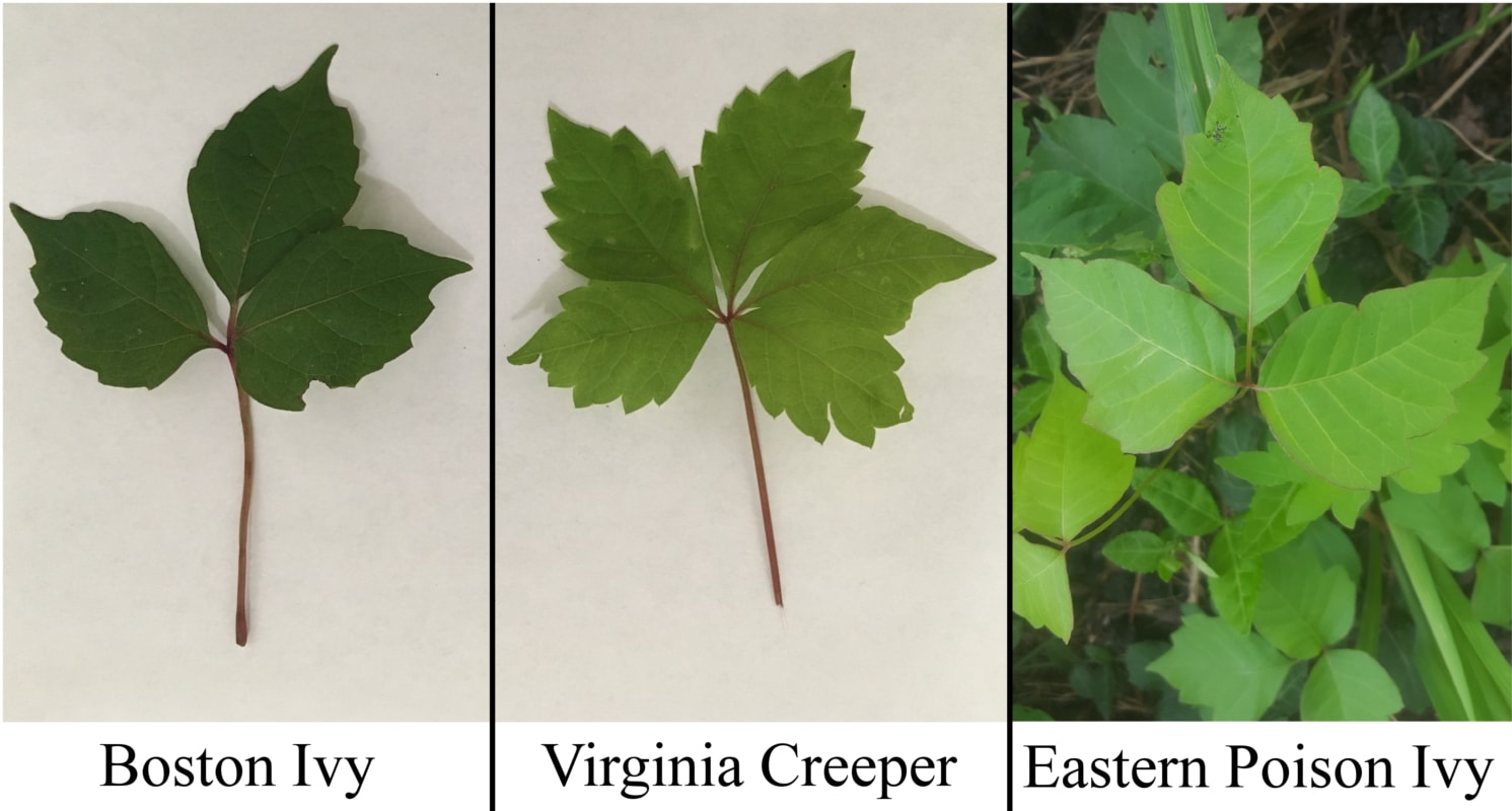 Virginia Creeper vs Boston Ivy: What's the Difference? - A-Z Animals