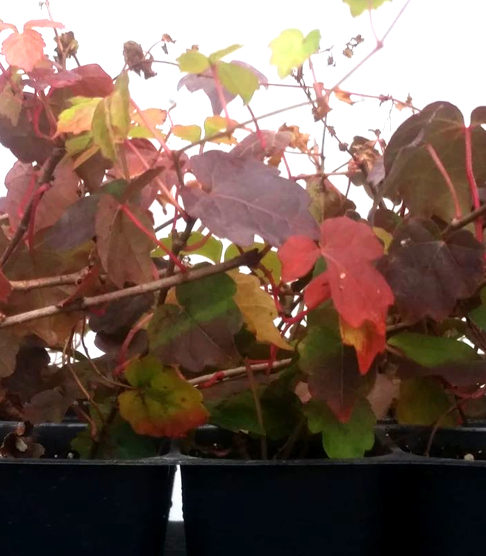 Purple-leaf Boston Ivy